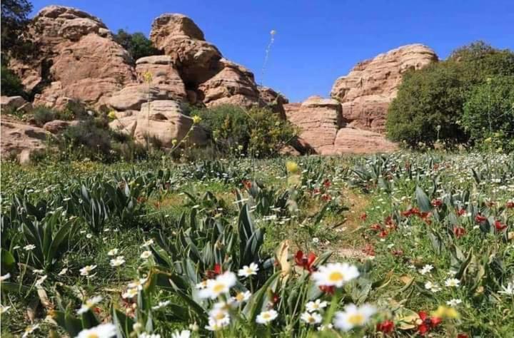 فندق Orion'S Wild Camp دانا المظهر الخارجي الصورة