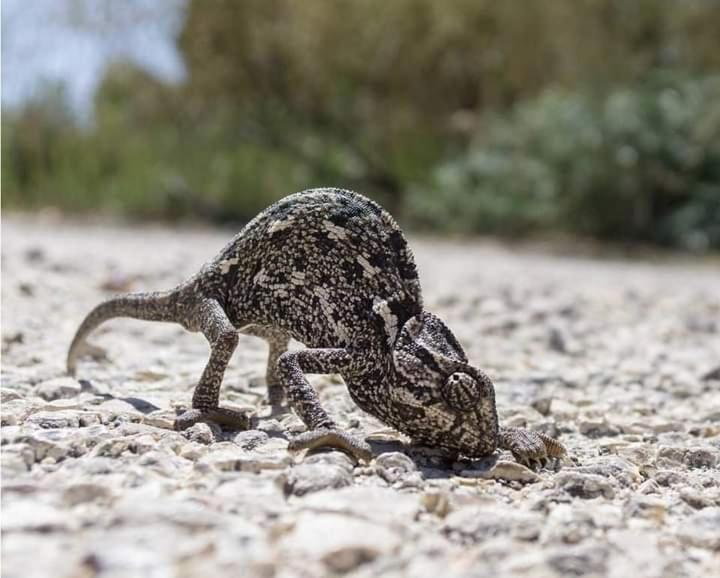 فندق Orion'S Wild Camp دانا المظهر الخارجي الصورة