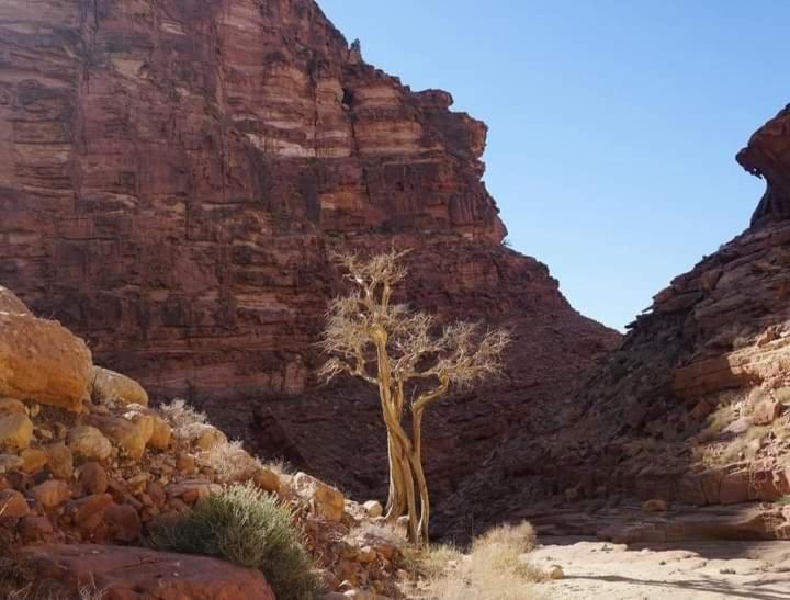 فندق Orion'S Wild Camp دانا المظهر الخارجي الصورة